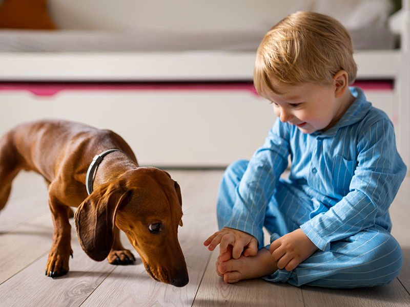 menino de pijama brincando com um cachorro salcinha